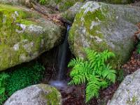 Farngruppe vor Rinnsal zwischen Felsblöcken